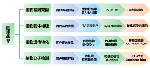 植物基因技術(shù)服務(wù) 從基礎(chǔ)研究到產(chǎn)業(yè)應用的橋梁